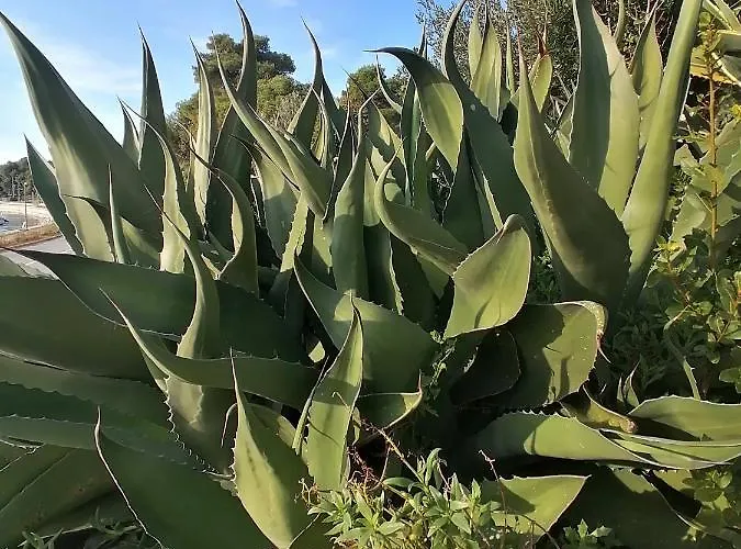 Sunshine Apartment Mali Lošinj